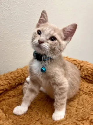 Zak