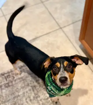 Dante