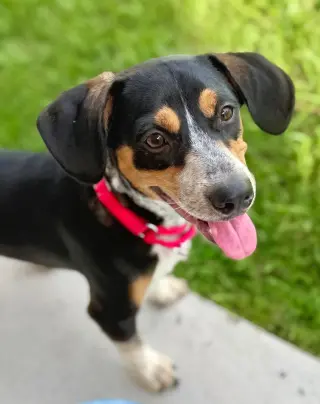 Dante