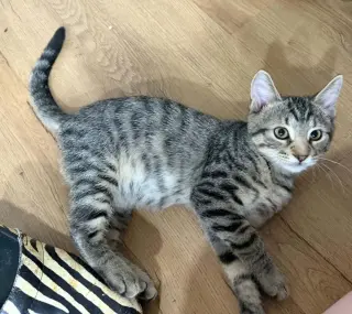 Turbo, Willow Grove Area, (FCID 7/8/2026-183)