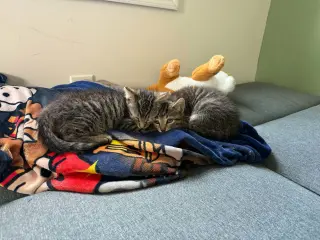 Turbo, Willow Grove Area, (FCID 7/8/2026-183)