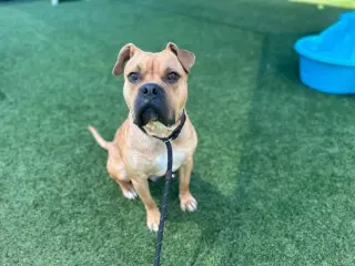 Buster