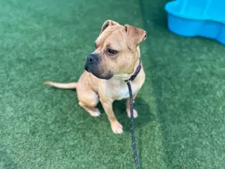 Buster