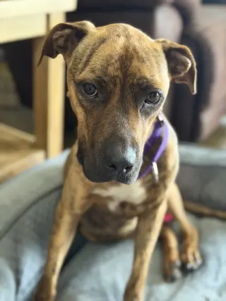 Ellie - brindle boxer beauty