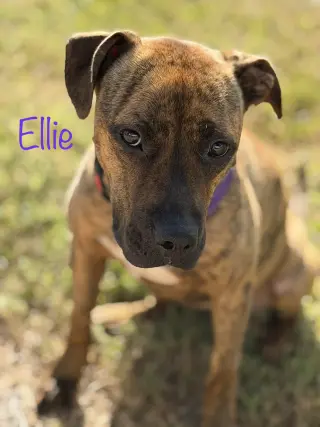 Ellie - brindle boxer beauty