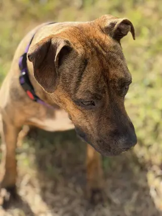 Ellie - brindle boxer beauty