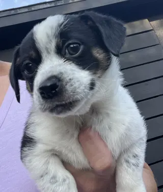 Tuck