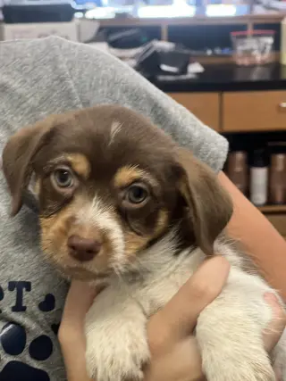 Tater