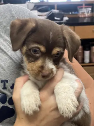 Tater