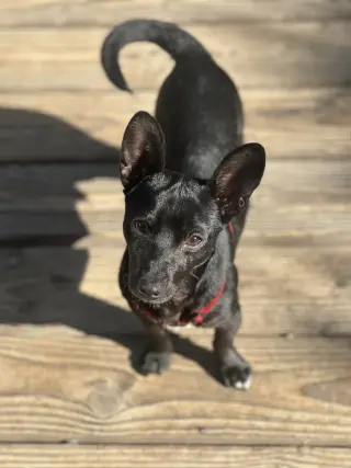 Jesse