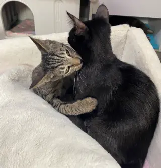 HIDE & SEEK