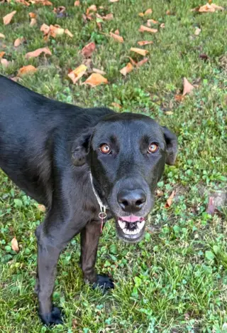 Marcie
