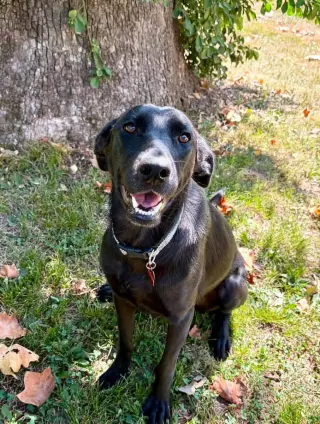 Marcie