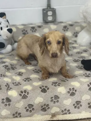 Frankie