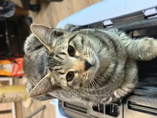 Zuzu