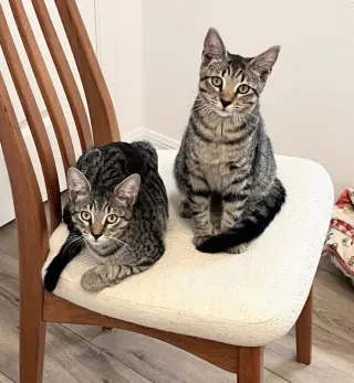 Zella