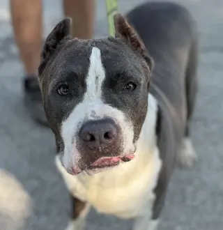 Nikko