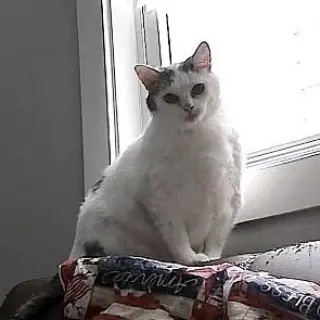 Kitty
