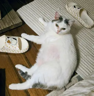 Kitty
