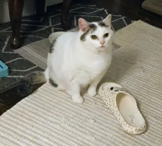 Kitty