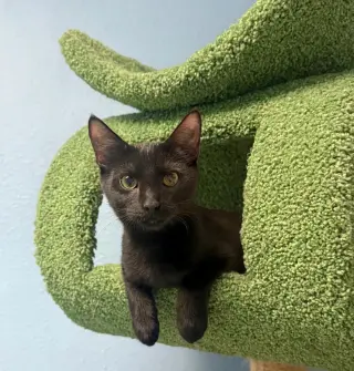 Kuro
