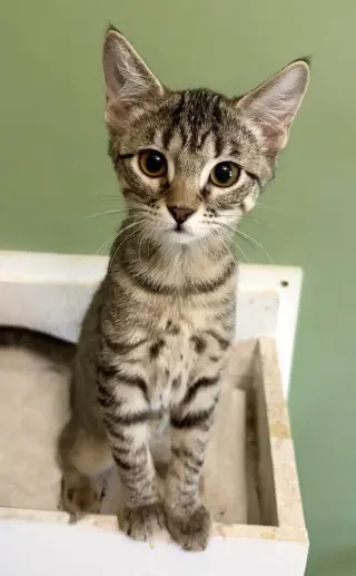 Tinkerbell