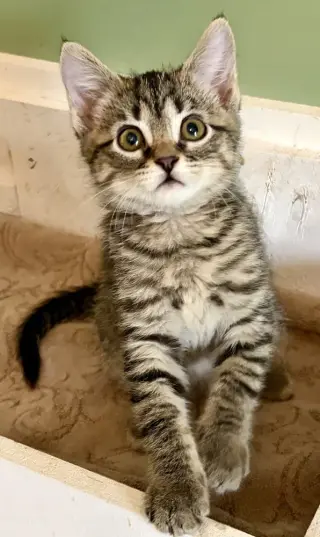 Tinkerbell
