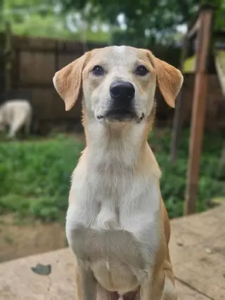 Stimpy