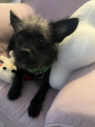 Vashti