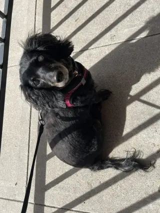 Harley bonded with Frankie - San Diego
