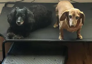 Harley bonded with Frankie - San Diego