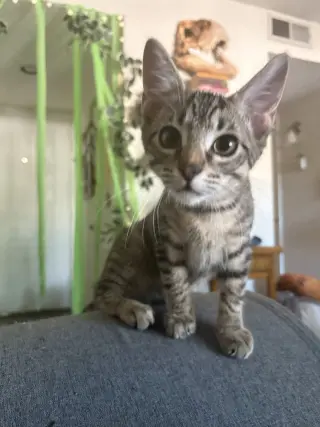 Remy Ratatouille