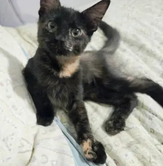 Serafina