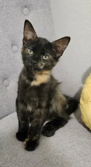 Serafina