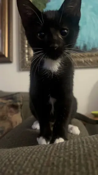 Luke Skywhisker