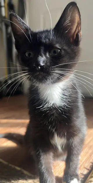 Luke Skywhisker