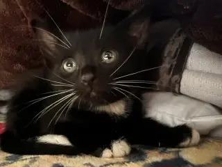 Luke Skywhisker