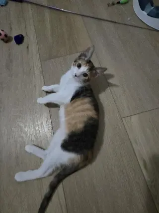 Talia