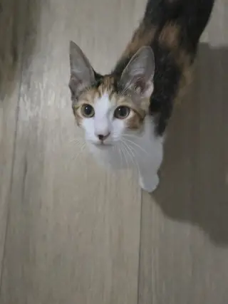 Talia