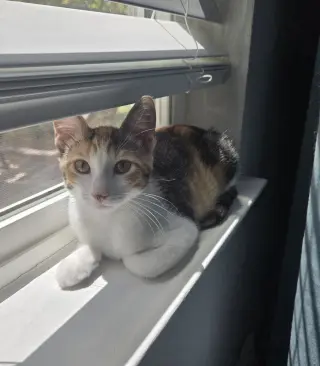 Talia