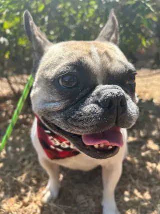 Petunia