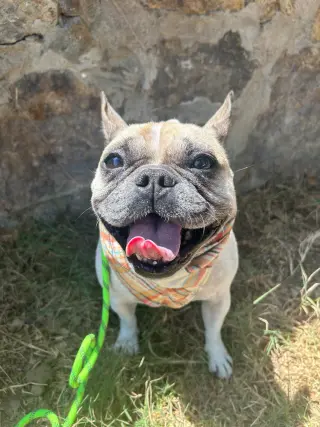 Petunia
