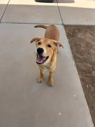 MAVERICK