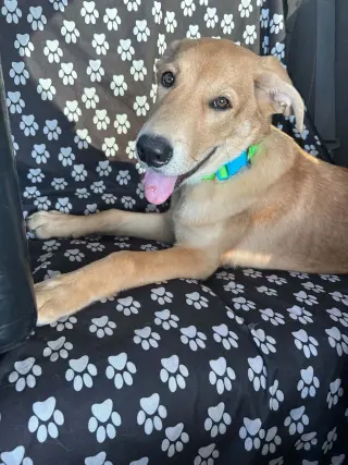 MAVERICK