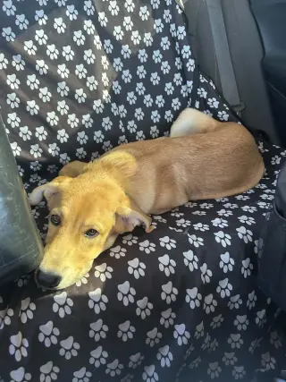 MAVERICK
