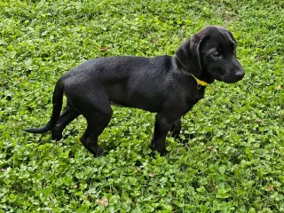 PUPPY FRANNIE