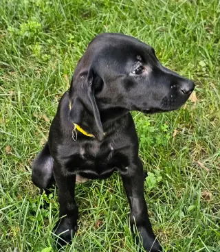 PUPPY FRANNIE
