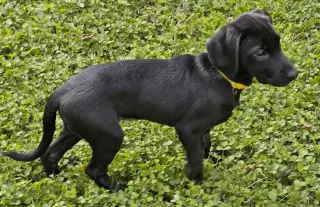 PUPPY FRANNIE