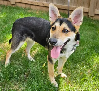 PUPPY BAMBINO
