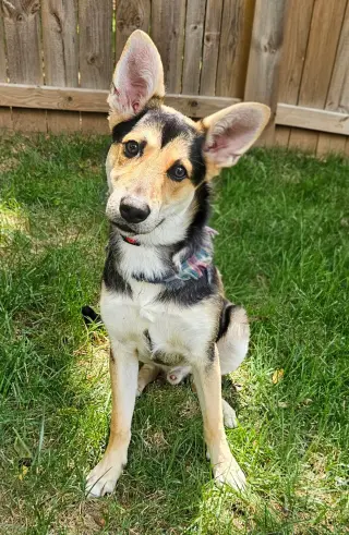 PUPPY BAMBINO